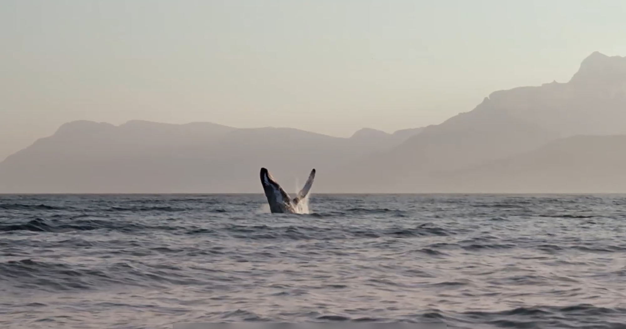 Aircraft carrier base threatens endangered whales