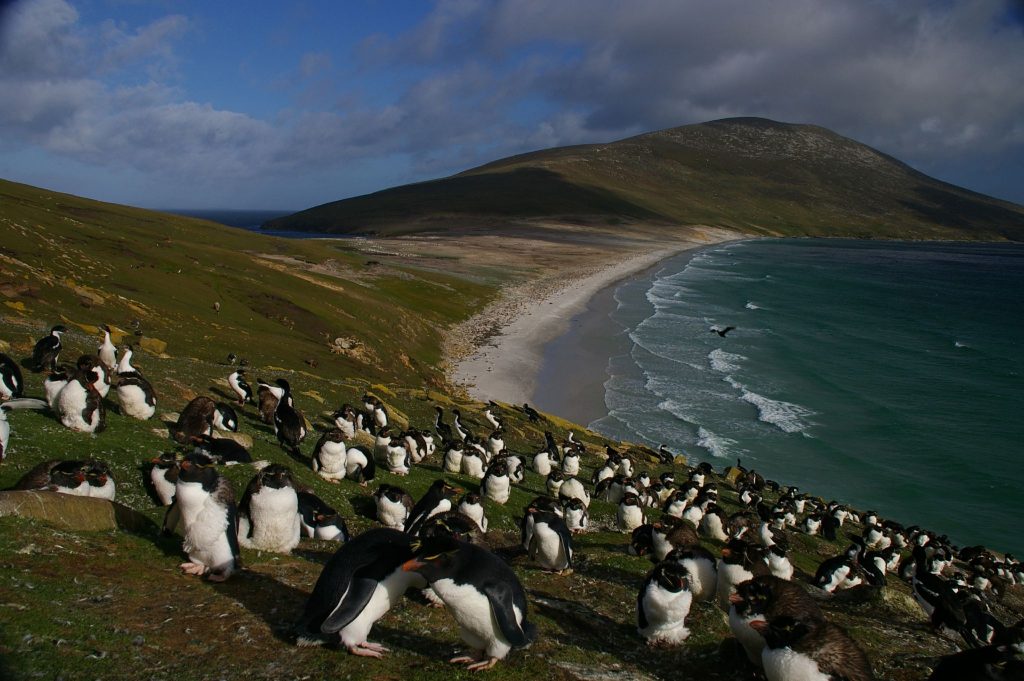 Pingüinos en las Islas Malvinas. (Foto: Creative Commons)