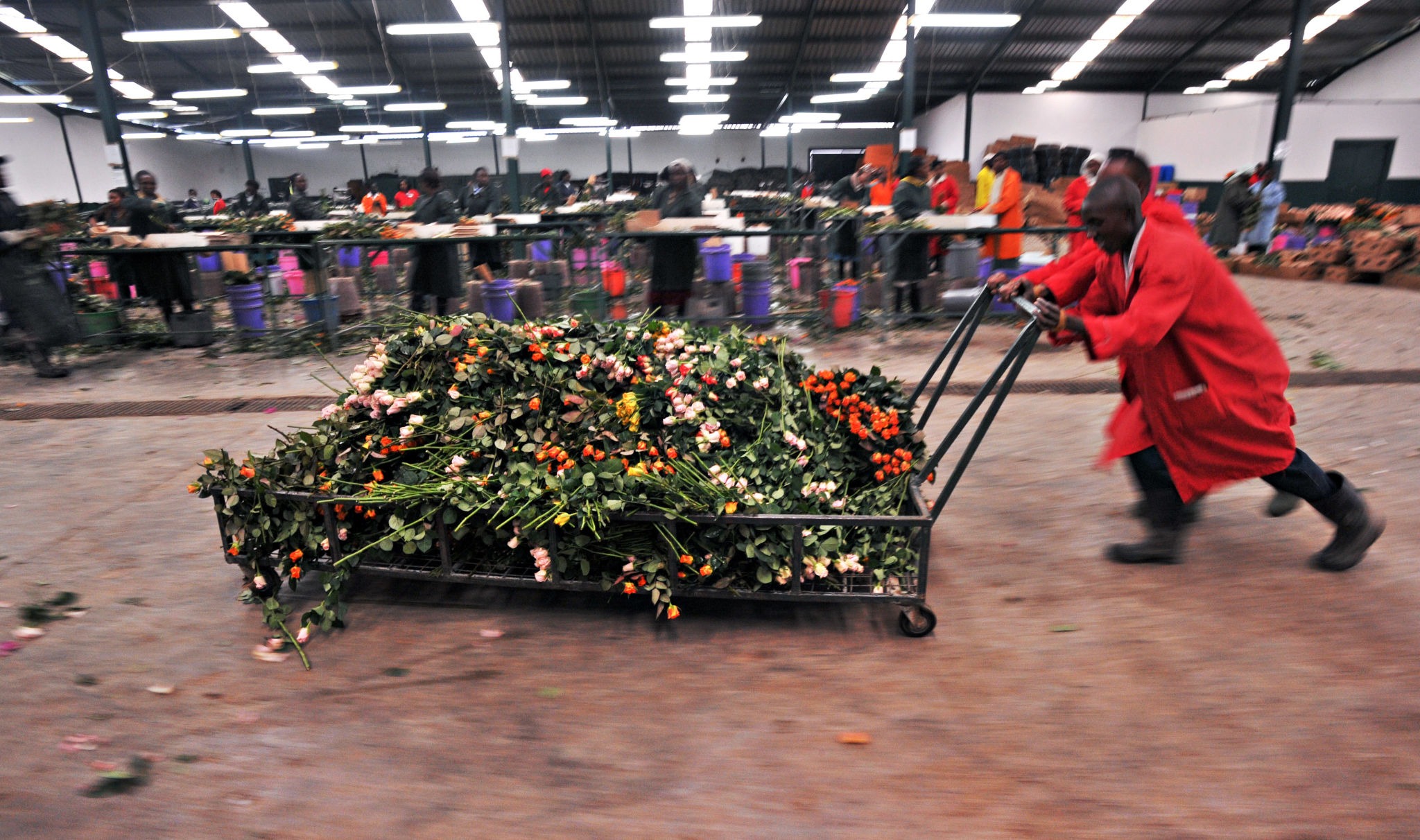 Flower farm workers in Kenya. (Photo: Roberto Schmidt / AFP via Getty)