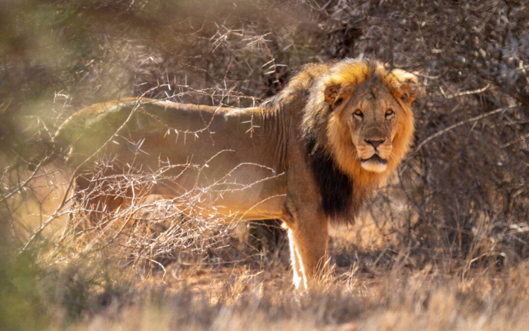 ‘Mauled by a lion’: British army workers in Kenya sue over safety