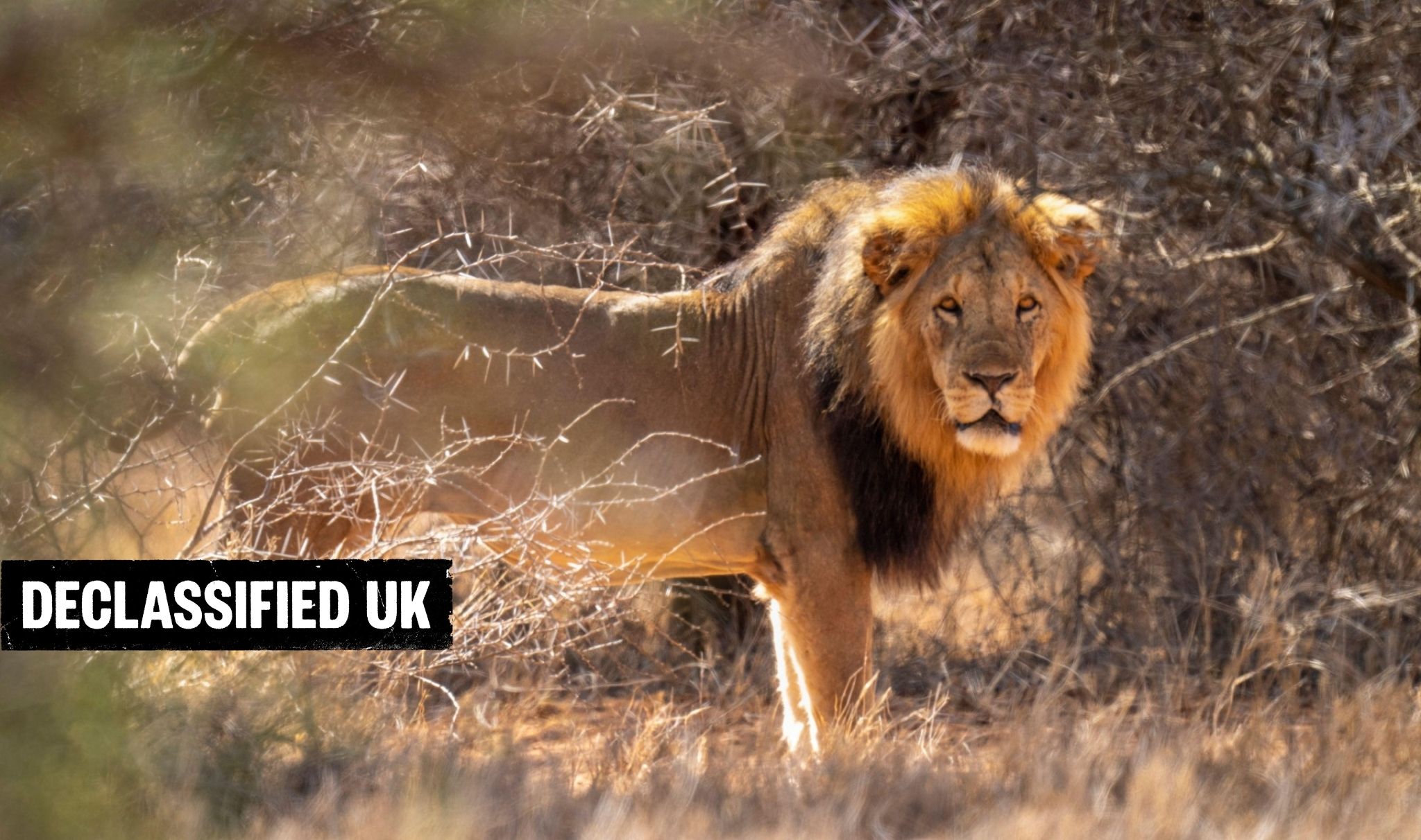 ‘Mauled by a lion’: British army workers in Kenya sue over safety